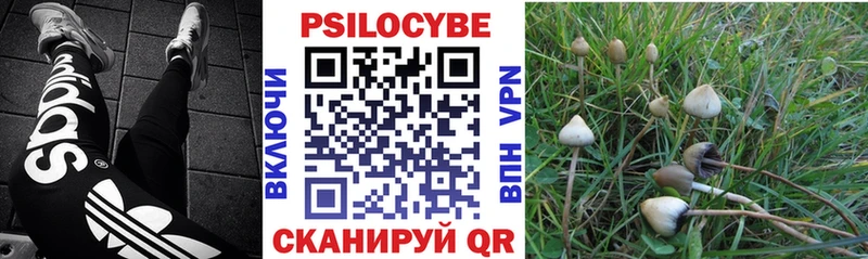 Купить где  Эртиль  Псилоцибиновые грибы Psilocybine cubensis 